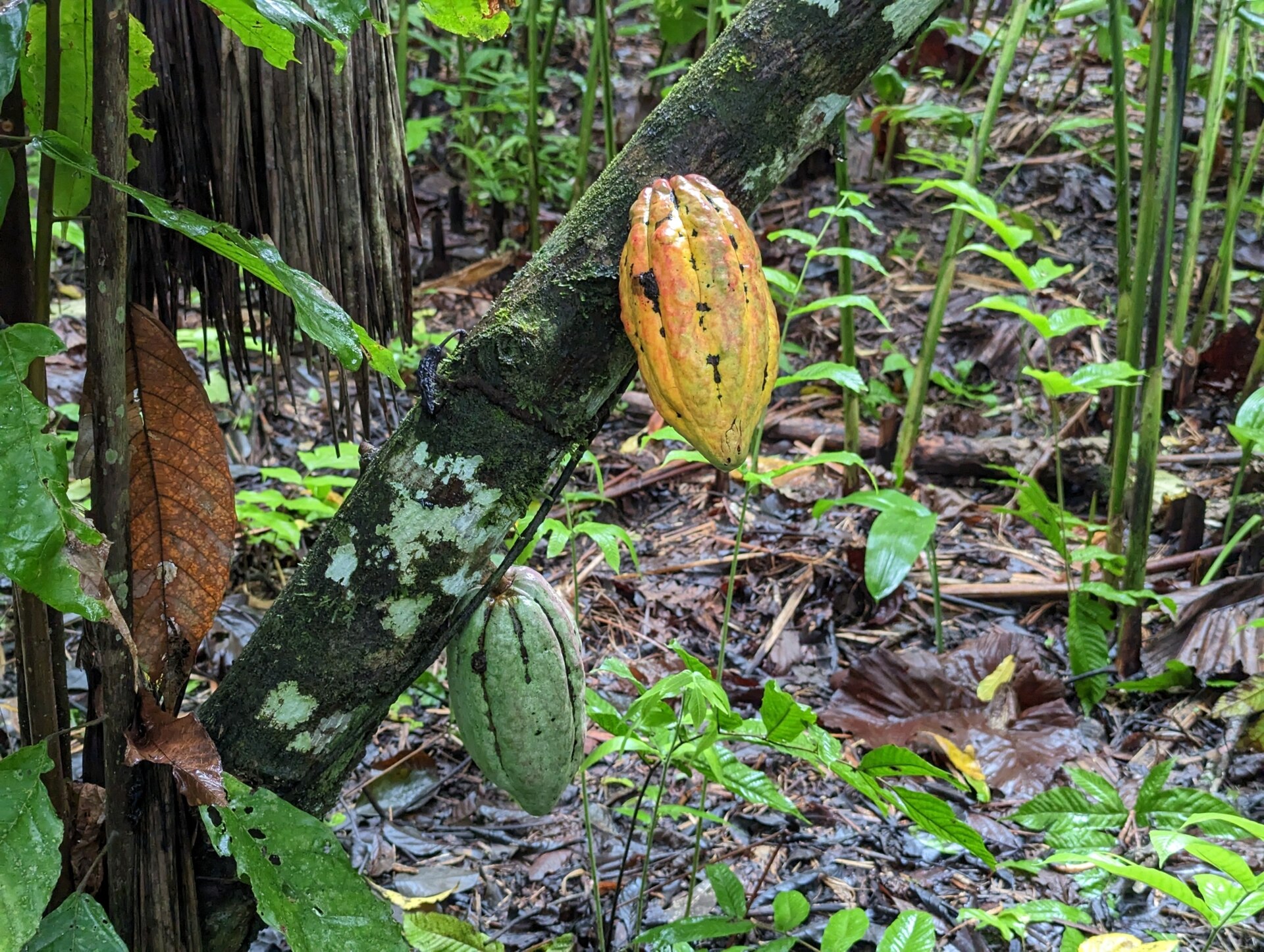 Duékoué,<br>le cœur du pays Wê